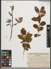 Foto von Salix silesiaca Willd.